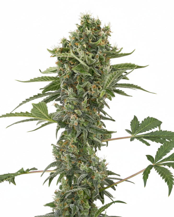 AK 47 Auto GRANELSEEDS