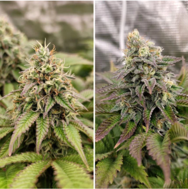 TROPICAL TANGIE X3 FEM DUTCH PASSION