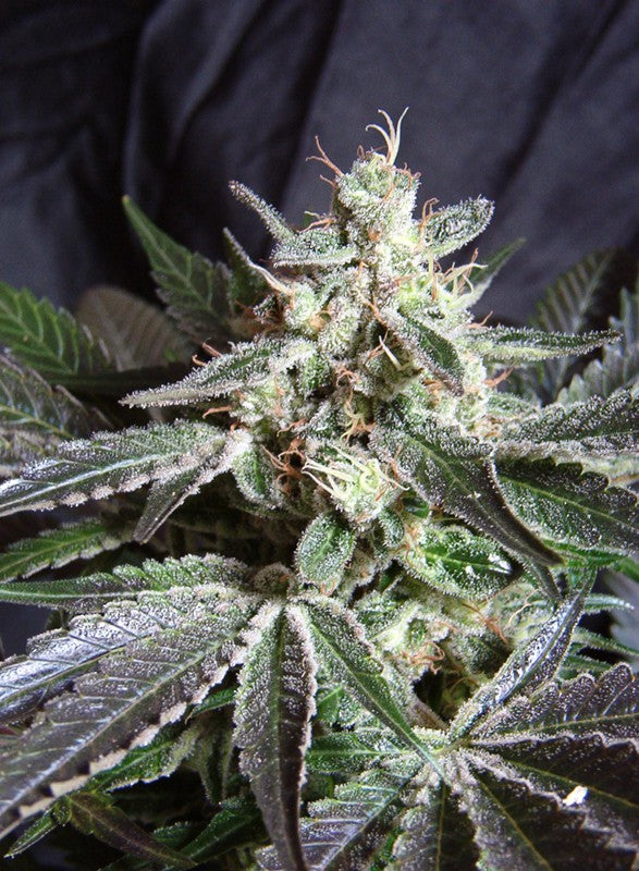 BLACK JACK F1 X25 SWEET SEEDS