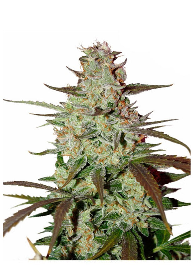 Blueberry Mazar Auto GRANELSEEDS