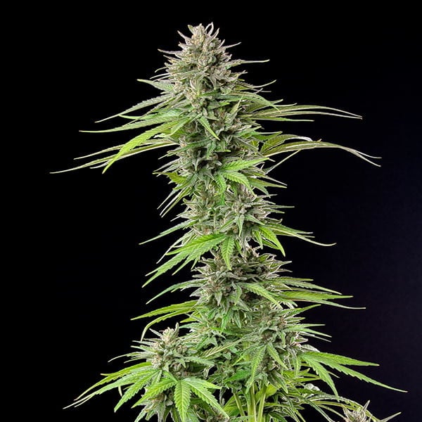 BLUE CHEESE FEM X10 ROYAL QUEEN SEEDS