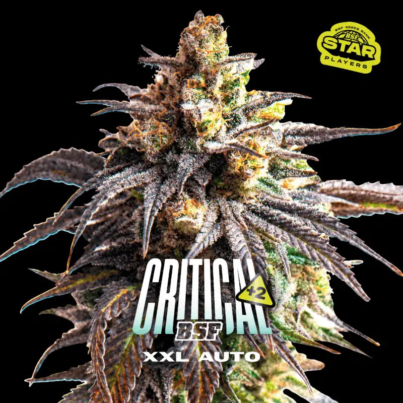CRITICAL +2 XXL AUTO X12 BSF SEEDS