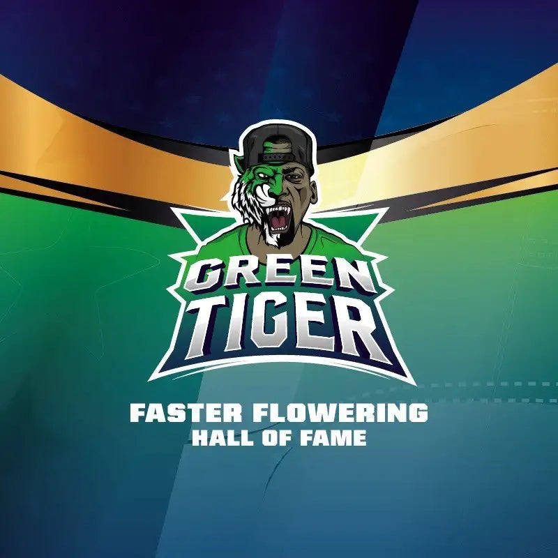 GREEN TIGER FASTER X4 BSF SEEDS