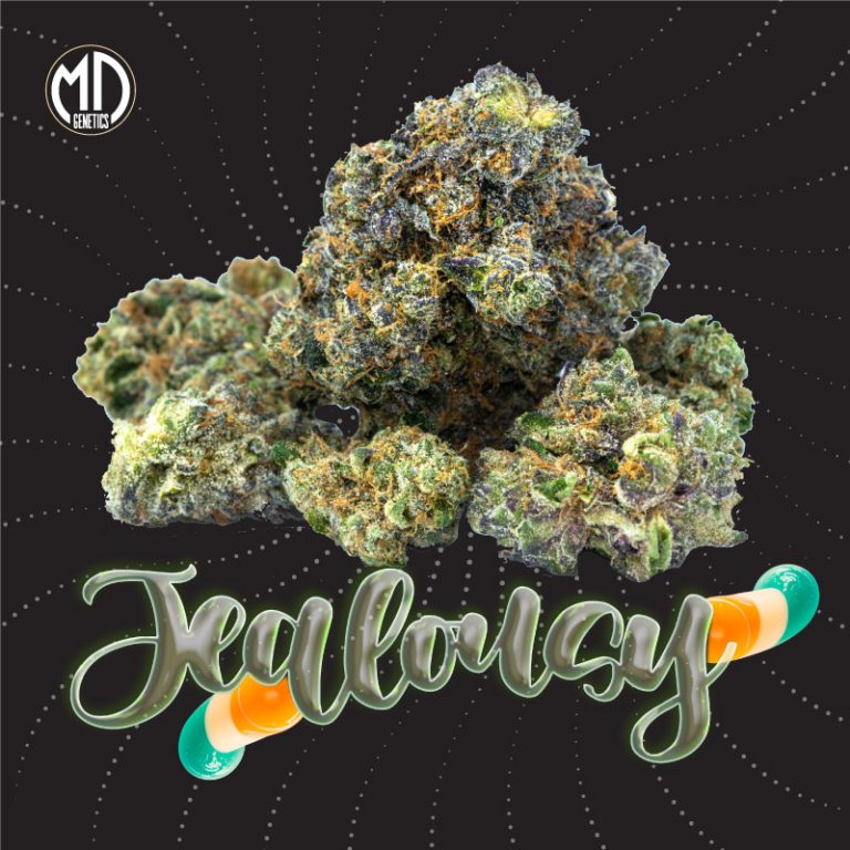 AUTO JEALOUSY X2 MD GENETICS