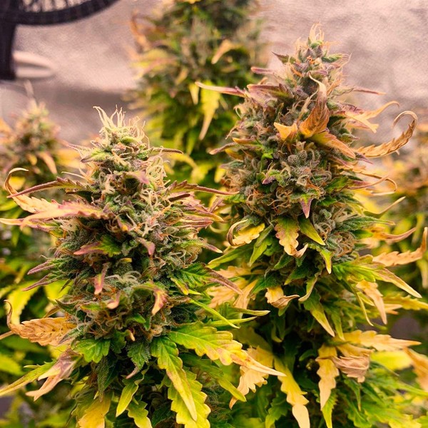 ROYAL KUSH AUTO X10 ROYAL QUEEN SEEDS