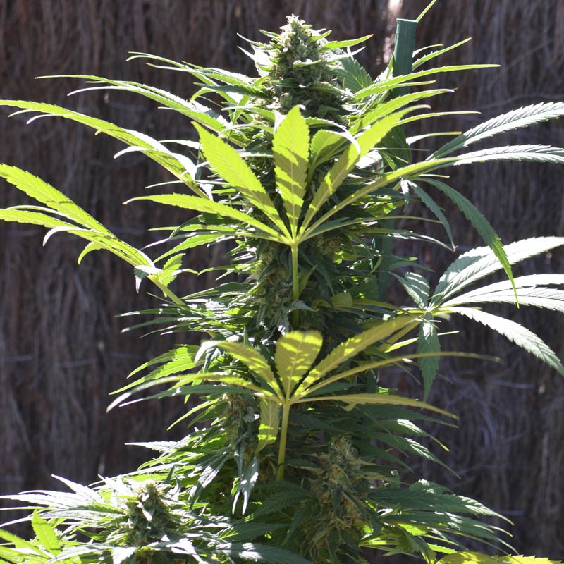 TNT KUSH CBD X3 FEM EVA SEEDS