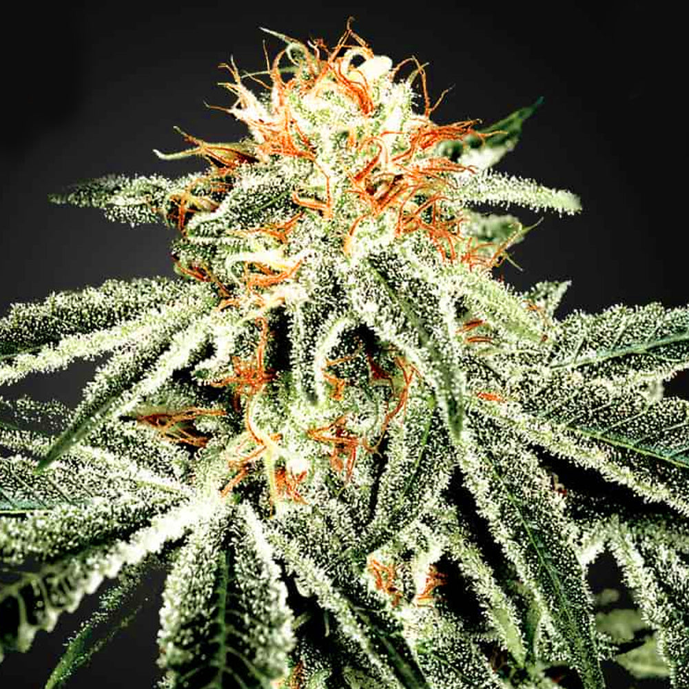 WHITE WIDOW GRANELSEEDS