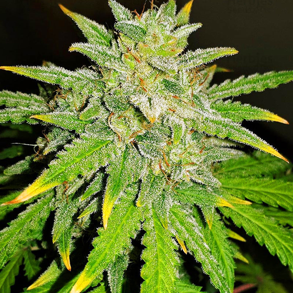 ROYAL RUNTZ XL AUTO GRANELSEEDS