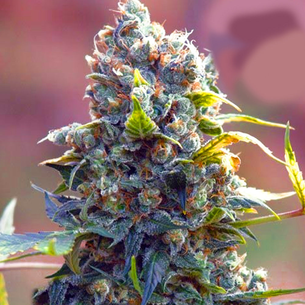 THE NEW FAST GRANELSEEDS