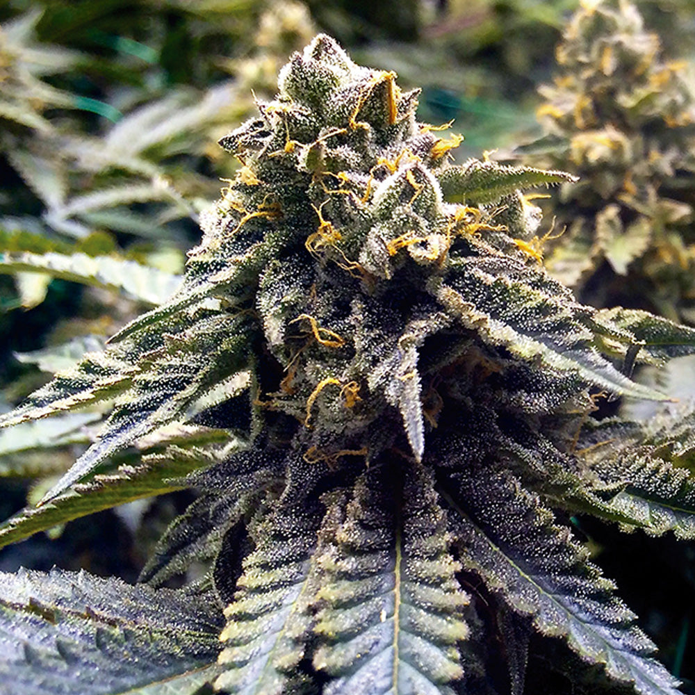 COFFE MINT FAST GRANELSEEDS