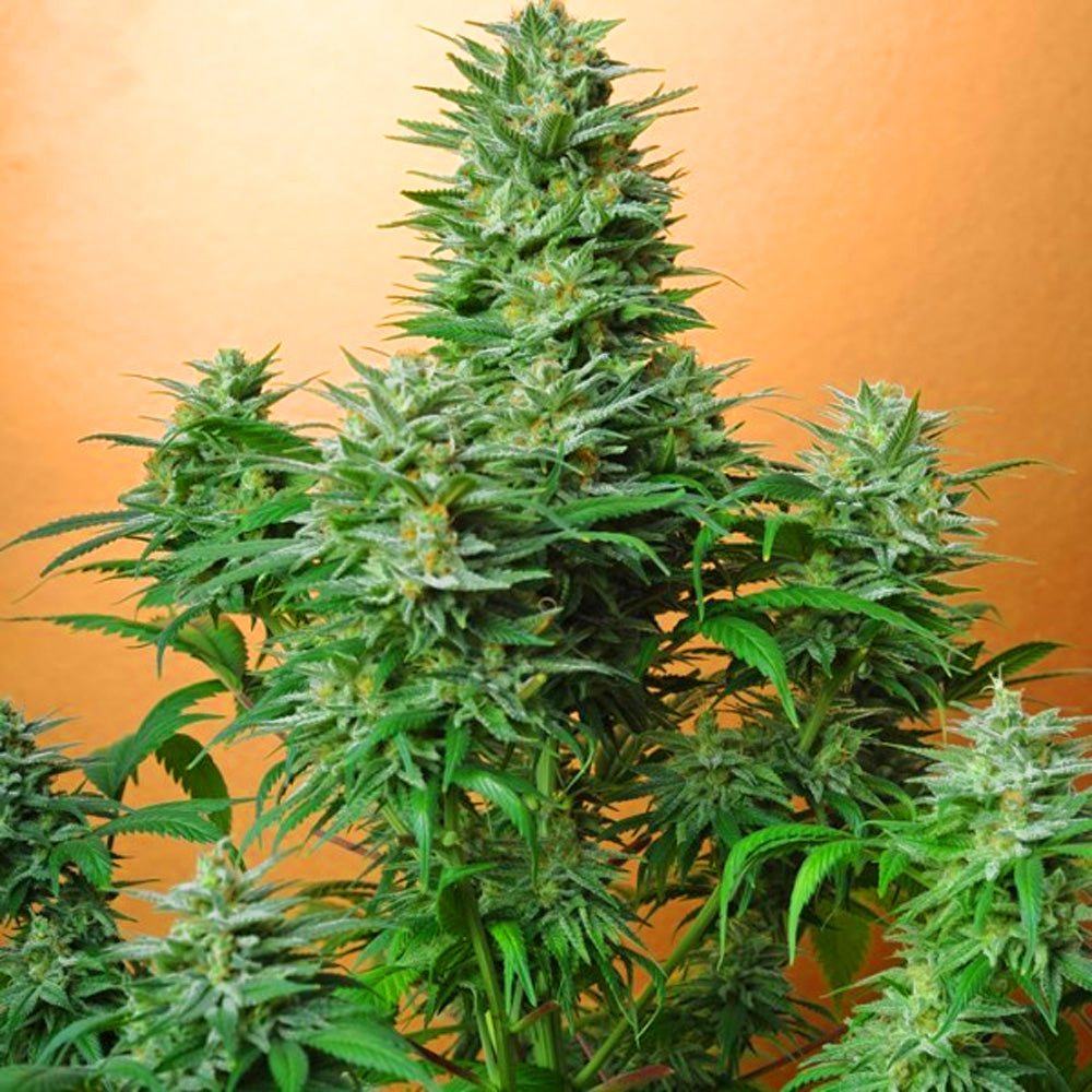 PAPAYA FAST GRANELSEEDS