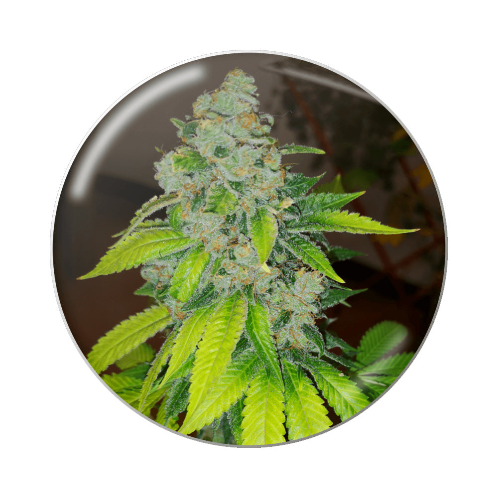 ZKITTLEZ FEM X3 MEDICAL SEEDS