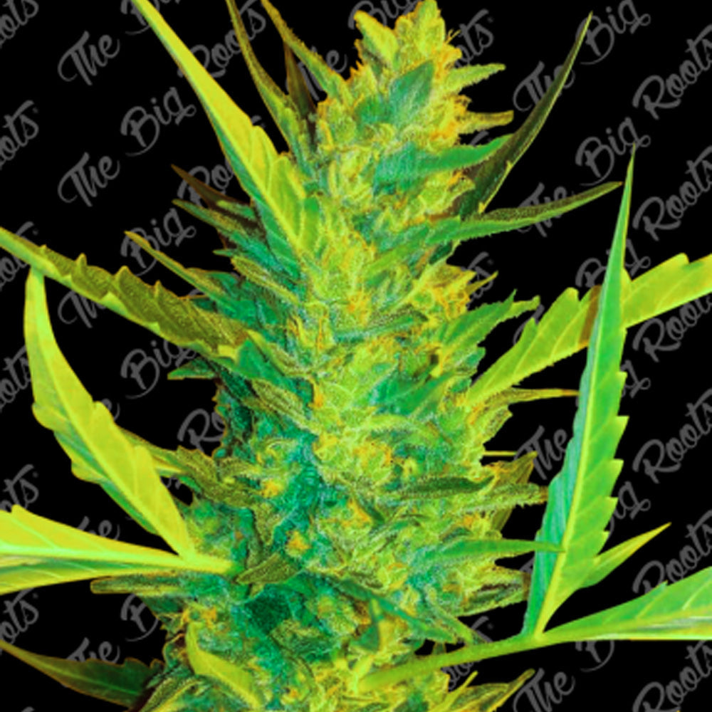 AK 47 FEM X 3+2 SEMILLAS THE BIG ROOTS