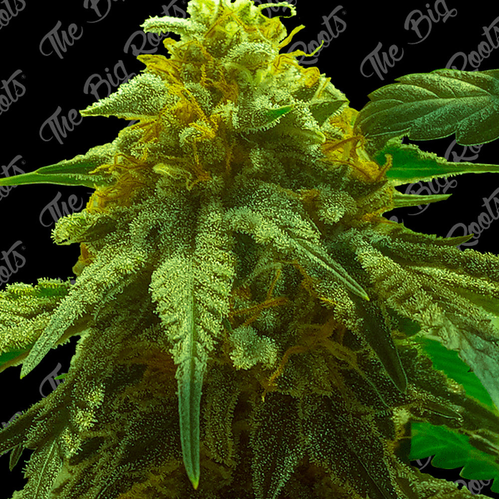 SUPER SKUNK AUTO X 3+2 SEMILLAS THE BIG ROOTS