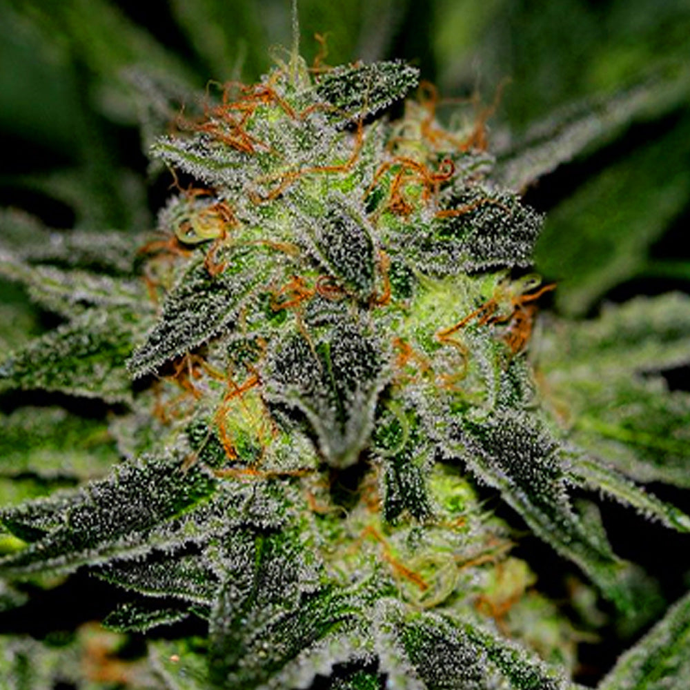 DOMINA FAST GRANEL SEEDS