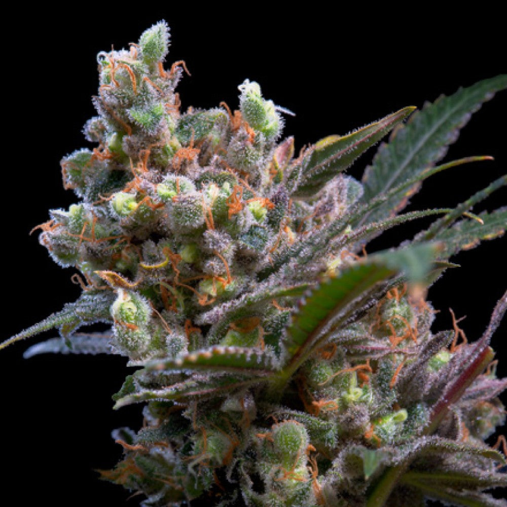 CRITICAL BILBO GRANELSEEDS
