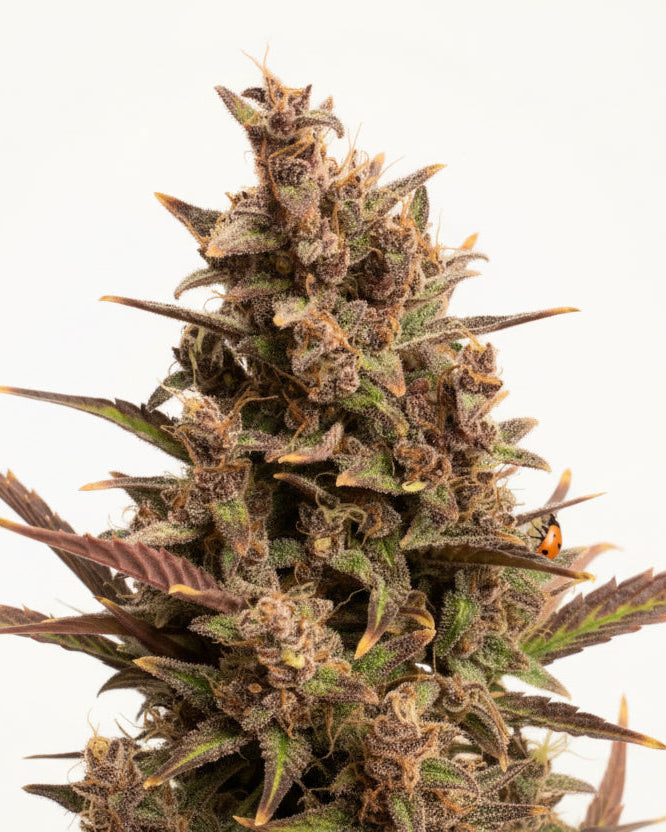 BLUEBERRY GRANELSEEDS