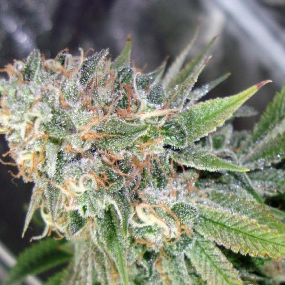 PETROLEO COOKIES GRANELSEEDS
