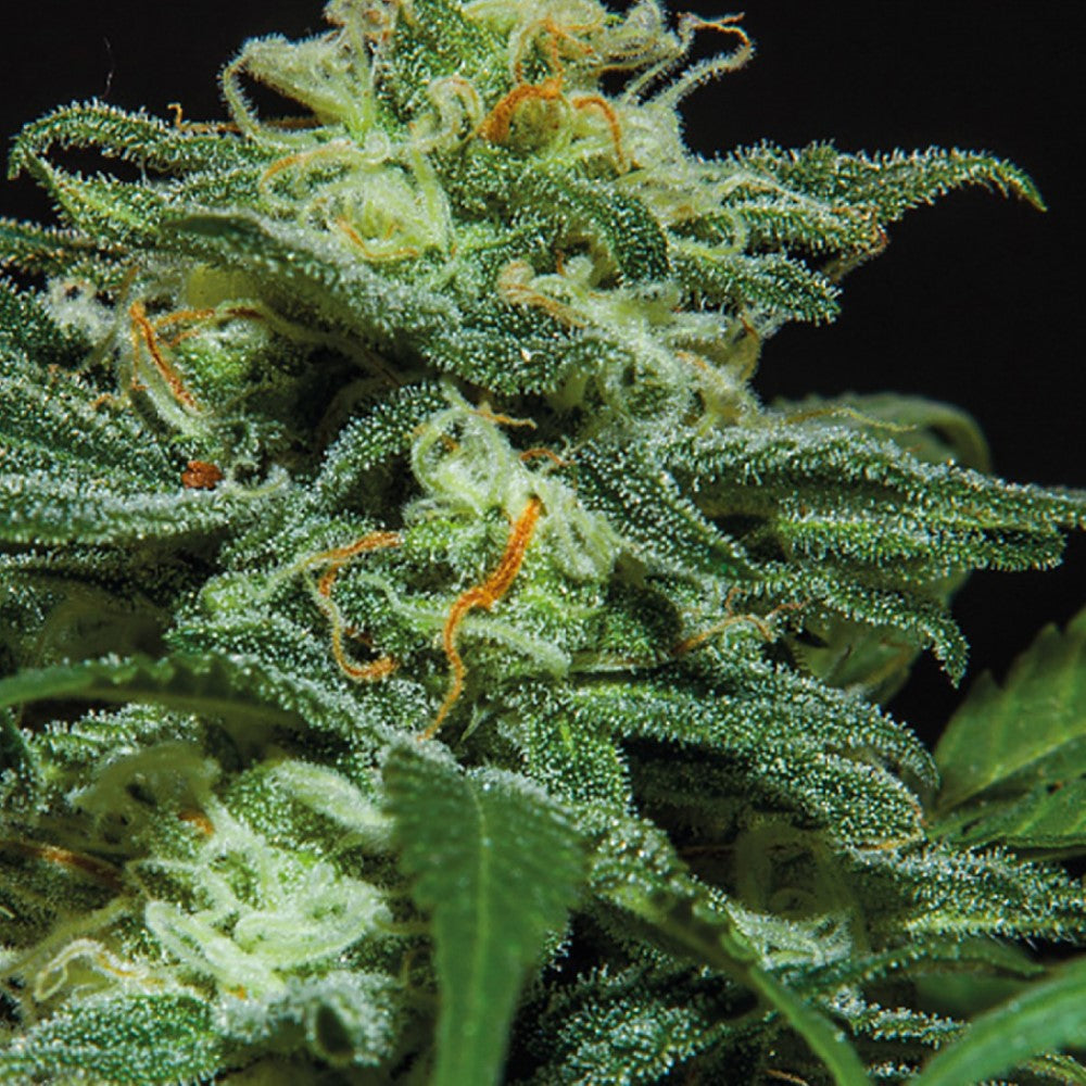 LEMON XXL AUTO GRANELSEEDS