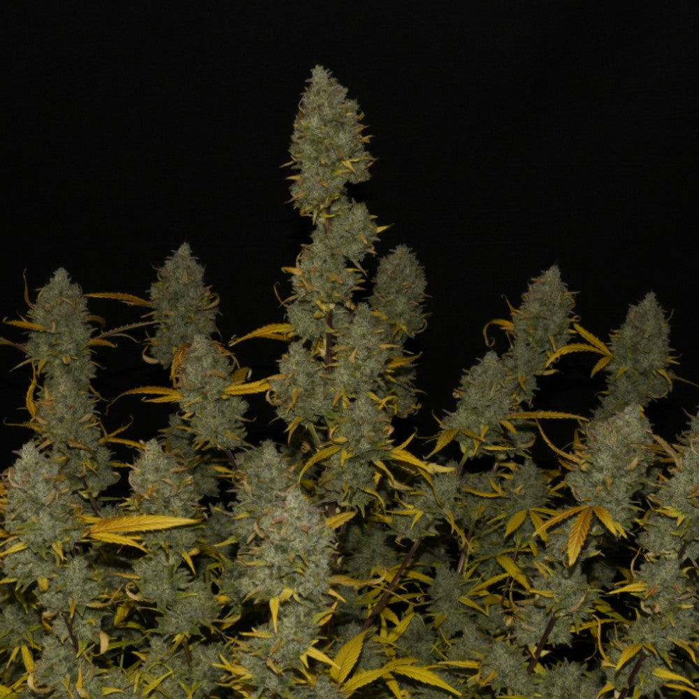 Gelatto Auto GRANELSEEDS