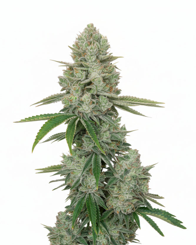 Blackgrape Fruit Fast GRANELSEEDS