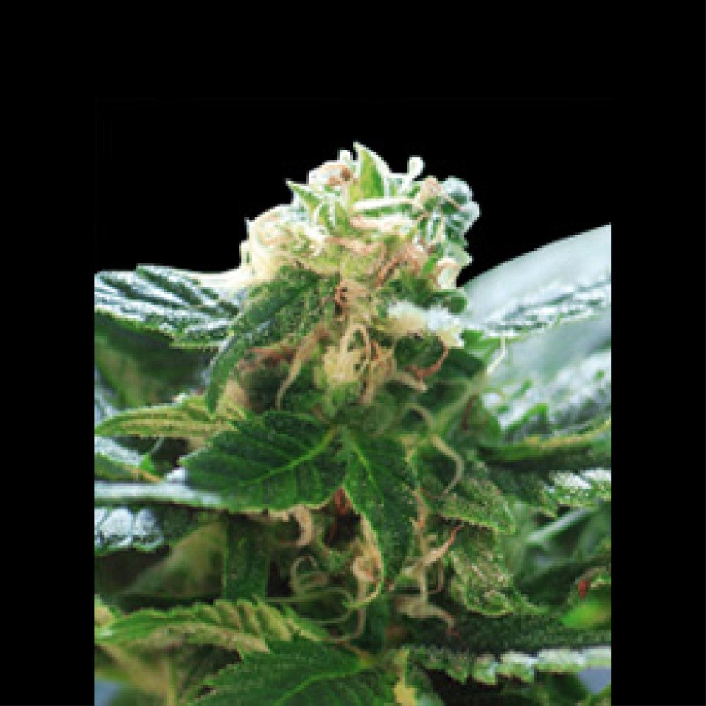 Gorilla Glue Fast GRANELSEEDS