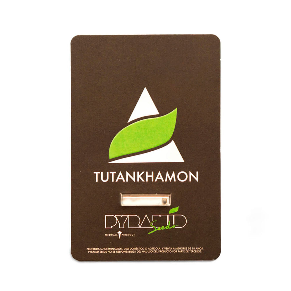 TUTANKHAMON X1 PYRAMID SEEDS