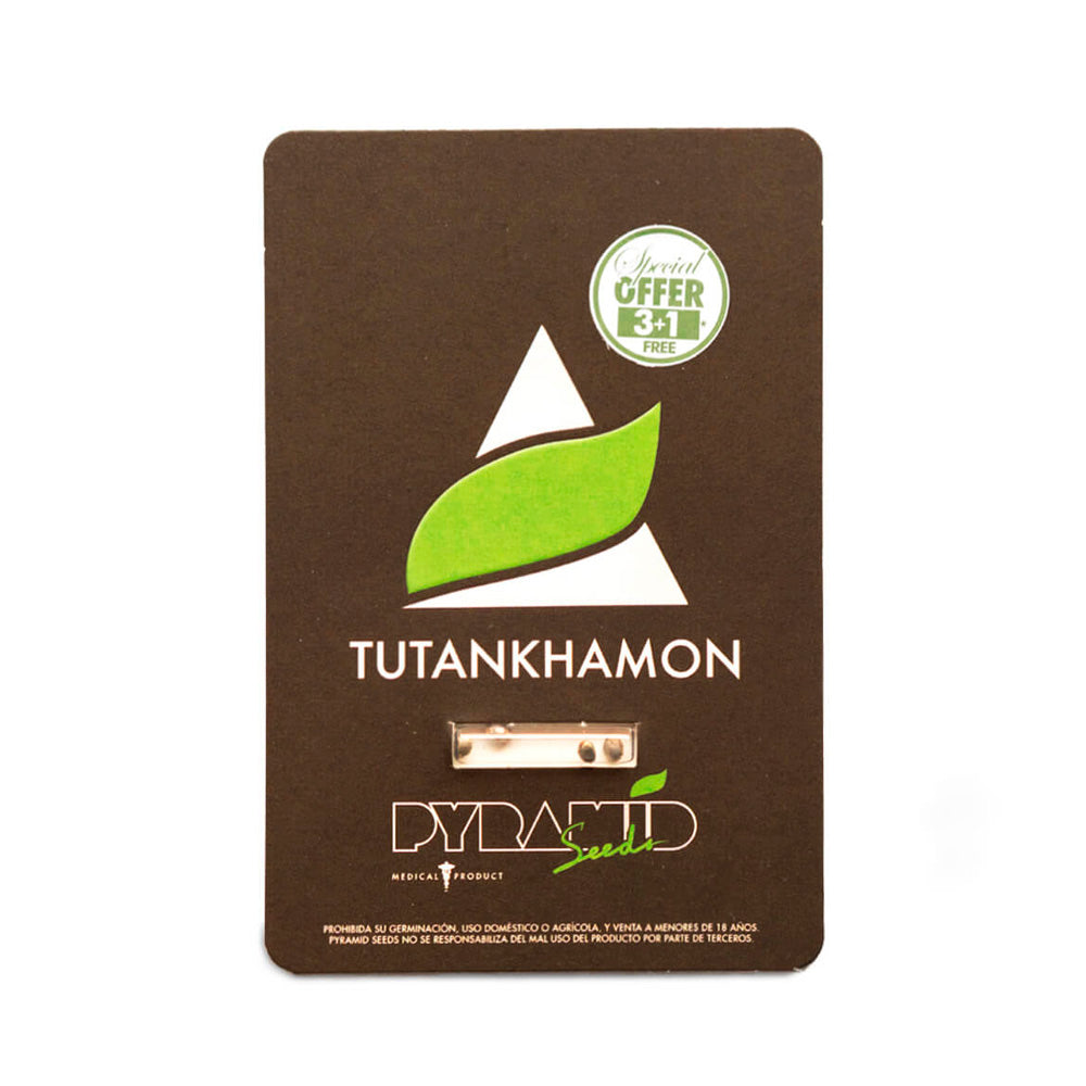 TUTANKHAMON 3+1 PYRAMID SEEDS