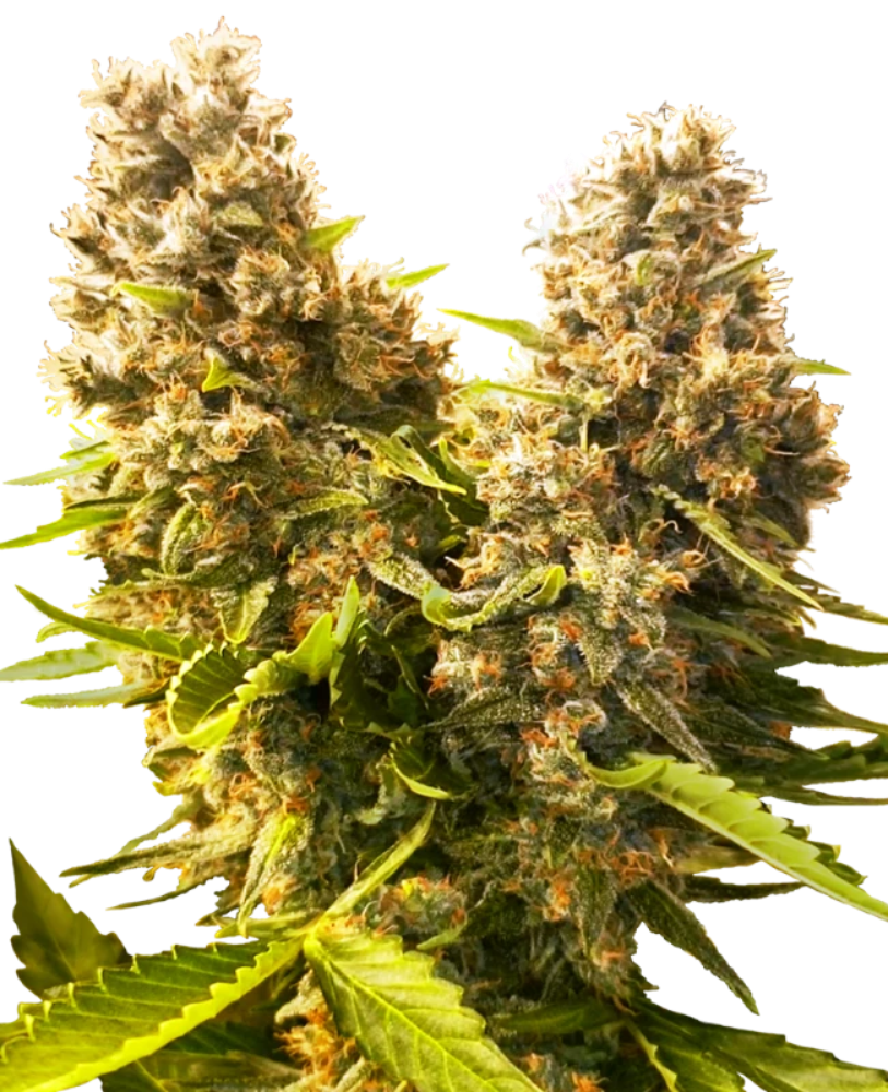 BANANA KUSH CAKE AUTO X3 - SENSI SEEDS
