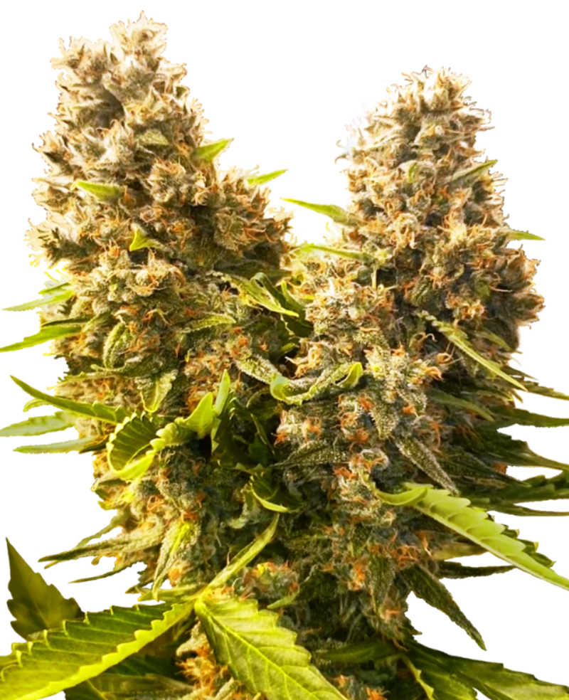 BANANA KUSH CAKE AUTO X3 - SENSI SEEDS-1