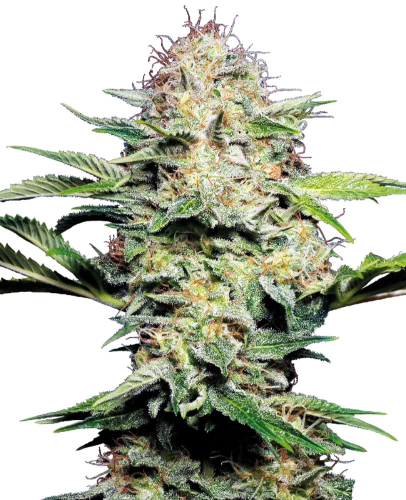 SENSI SKUNK AUTO X3 - SENSI SEEDS