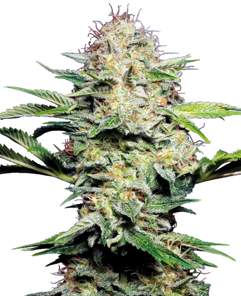 SENSI SKUNK AUTO X3 - SENSI SEEDS-1
