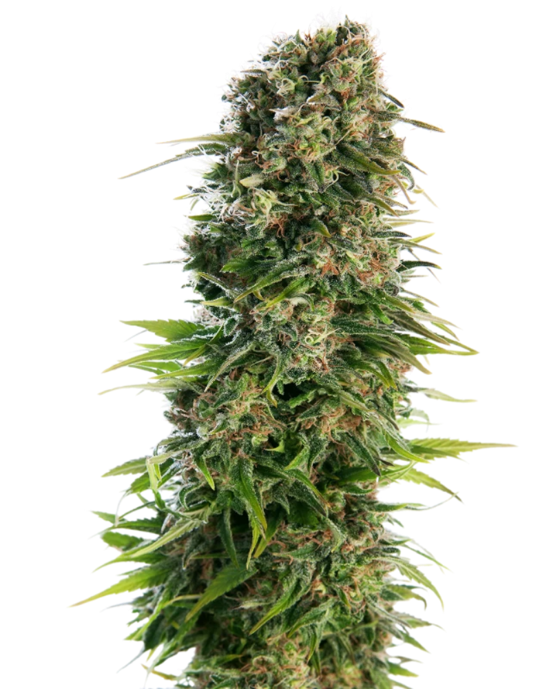 HINDU KUSH AUTO X3 - SENSI SEEDS