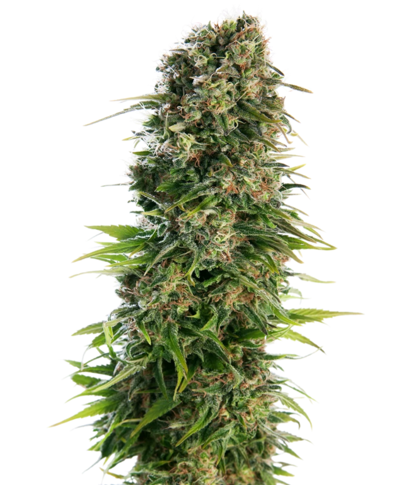 HINDU KUSH AUTO X3 - SENSI SEEDS-1