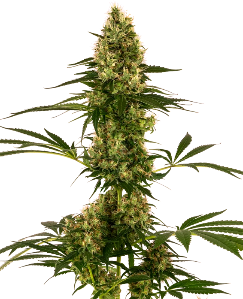 BLUE BULLET AUTO X3 - SENSI SEEDS