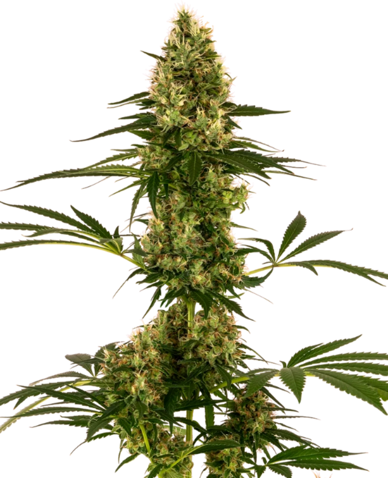 BLUE BULLET AUTO X3 - SENSI SEEDS-1
