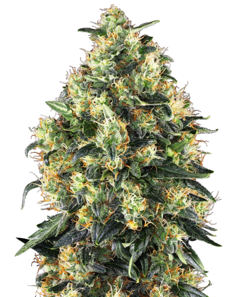 SUPER SKUNK AUTO X10 - SENSI SEEDS