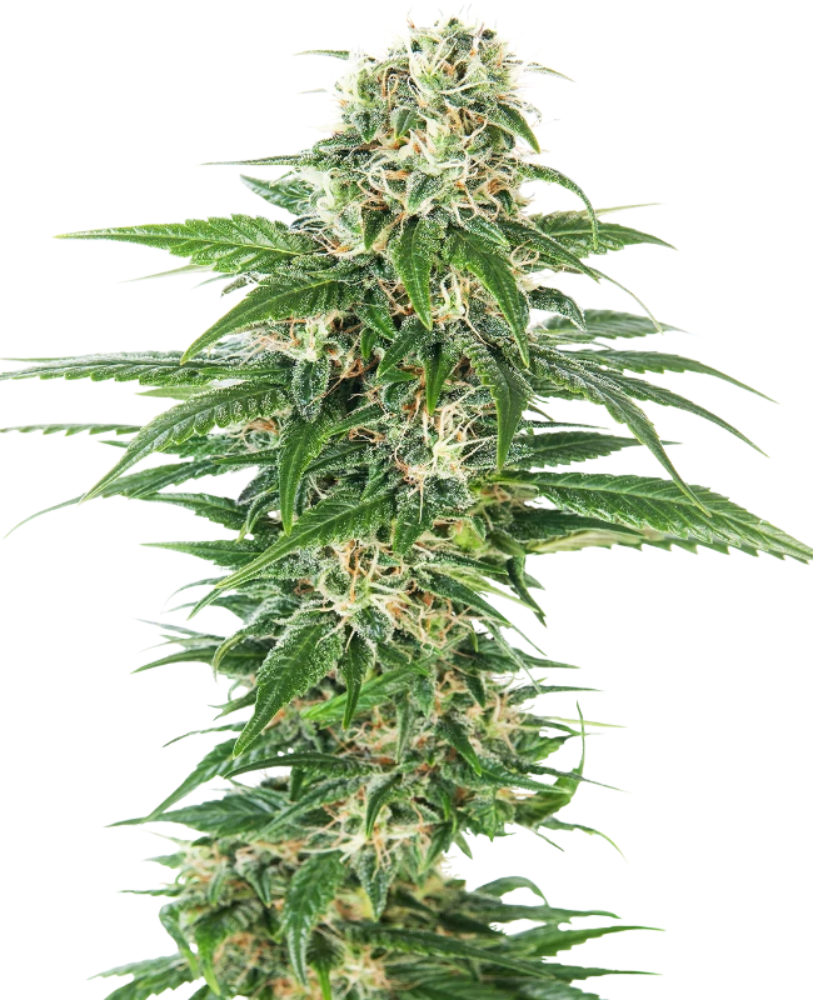EARLY SKUNK AUTO X3 - SENSI SEEDS-1