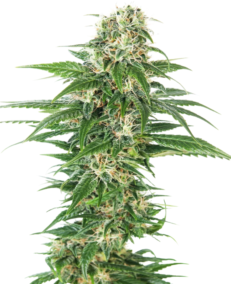 EARLY SKUNK AUTO X3 - SENSI SEEDS-1