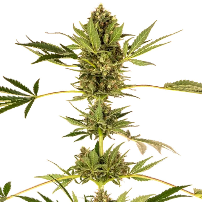 SENSI #49 CBD FEM X3 - SENSI SEEDS-1