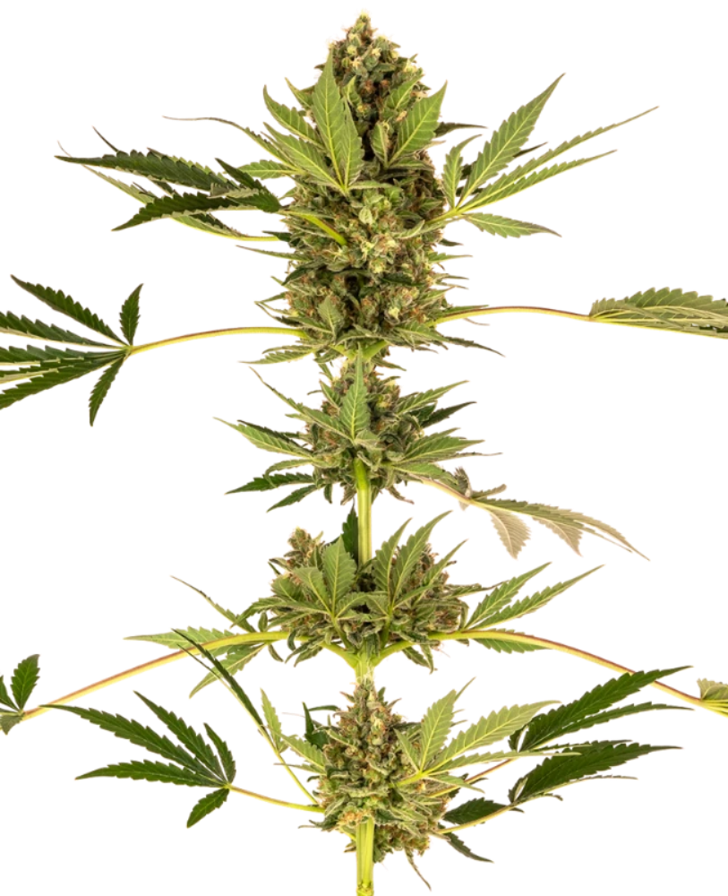 HIMALAYAN CBD FEM X3 - SENSI SEEDS