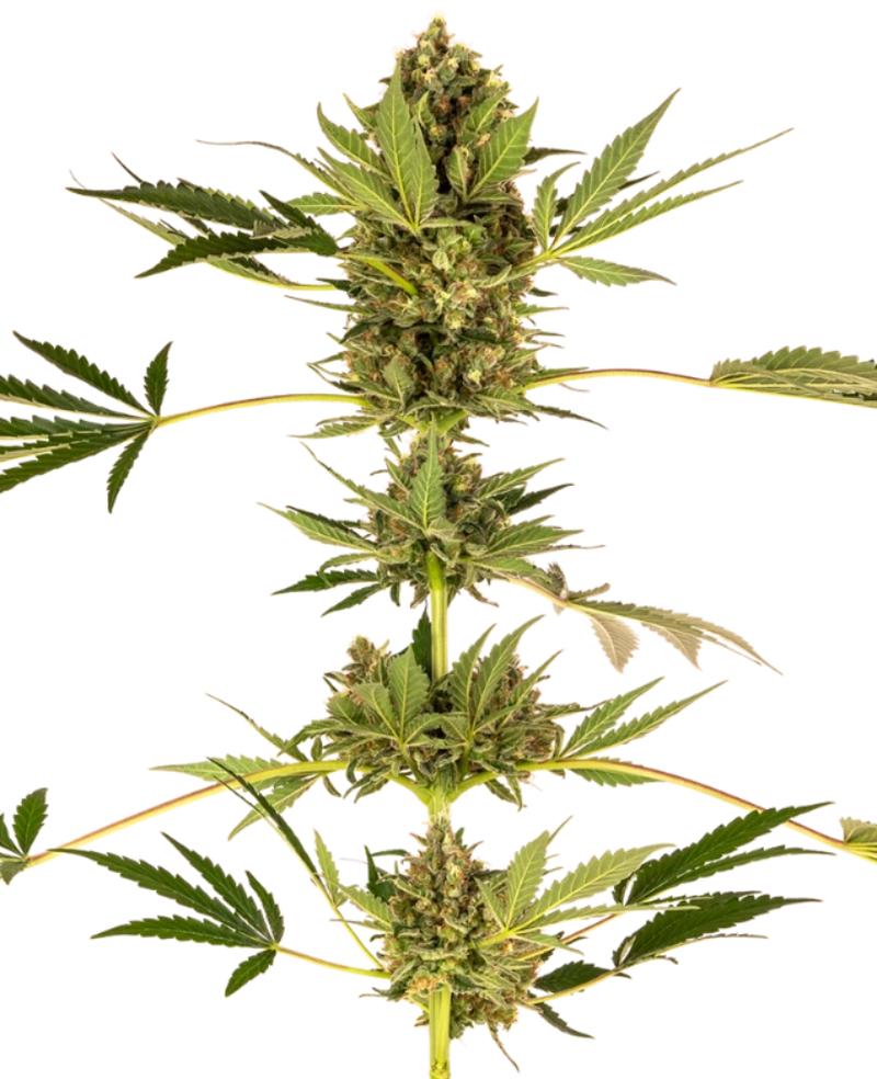 HIMALAYAN CBD FEM X3 - SENSI SEEDS-1