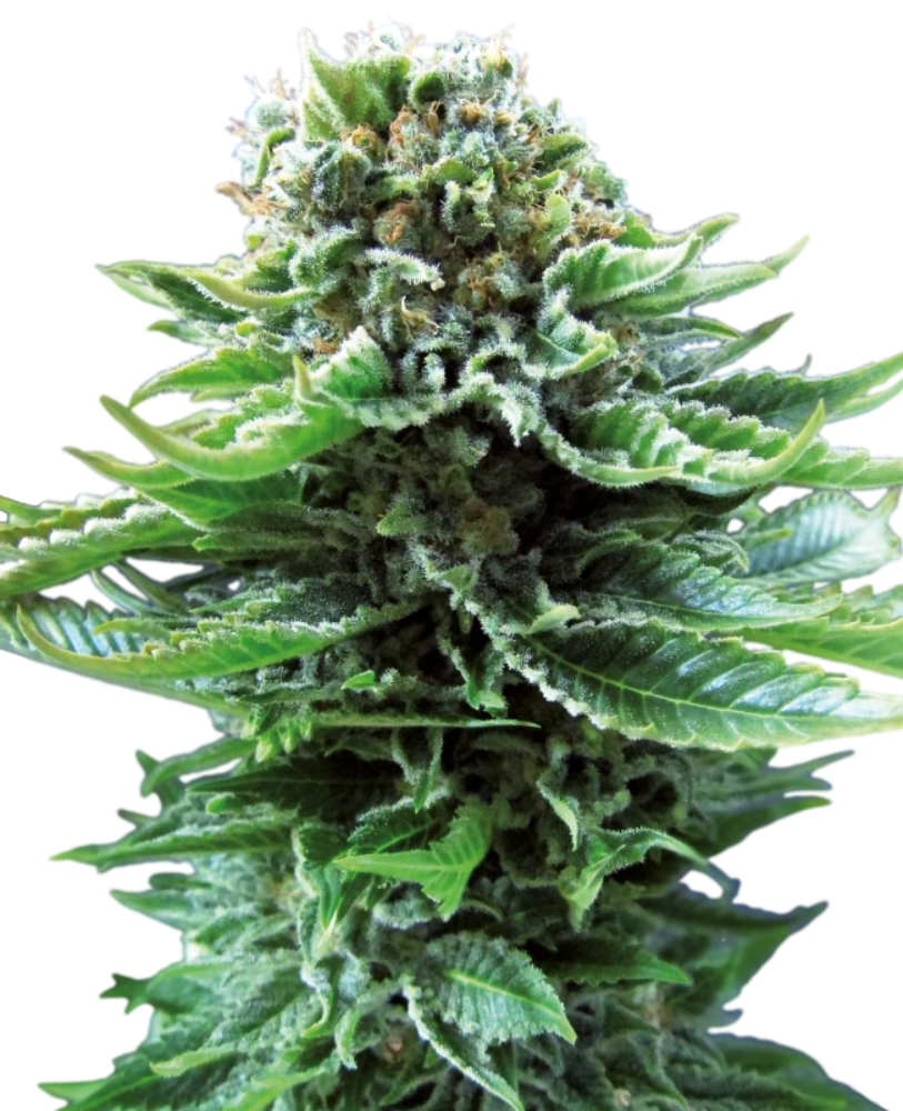 NORTHERN LIGHTS AUTO X3 - SENSI SEEDS