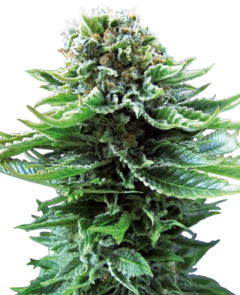 NORTHERN LIGHTS AUTO X3 - SENSI SEEDS-1