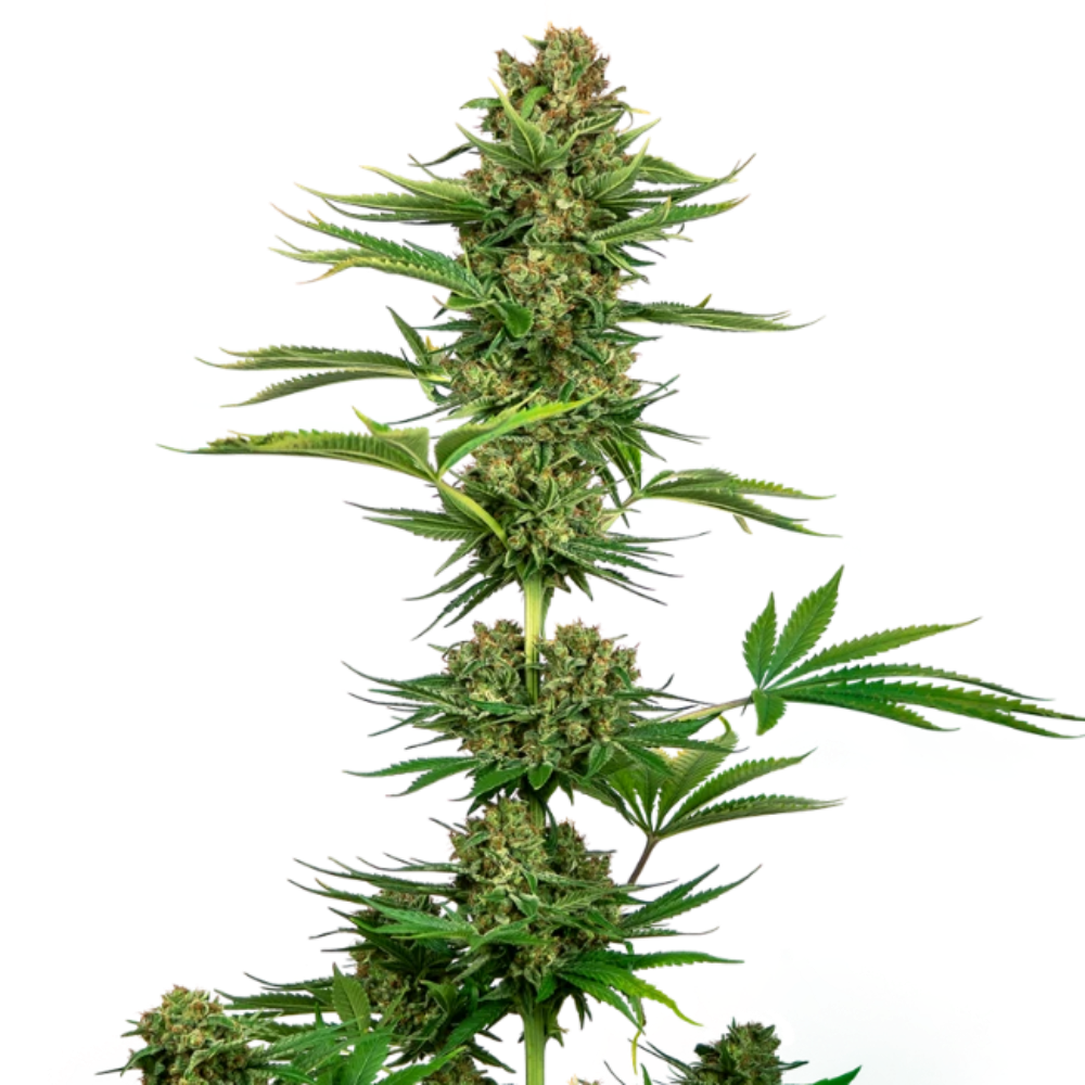 SENSI #743 CBD FEM X3 (SATIN BLACK DOMINA CBD) - SENSI SEEDS