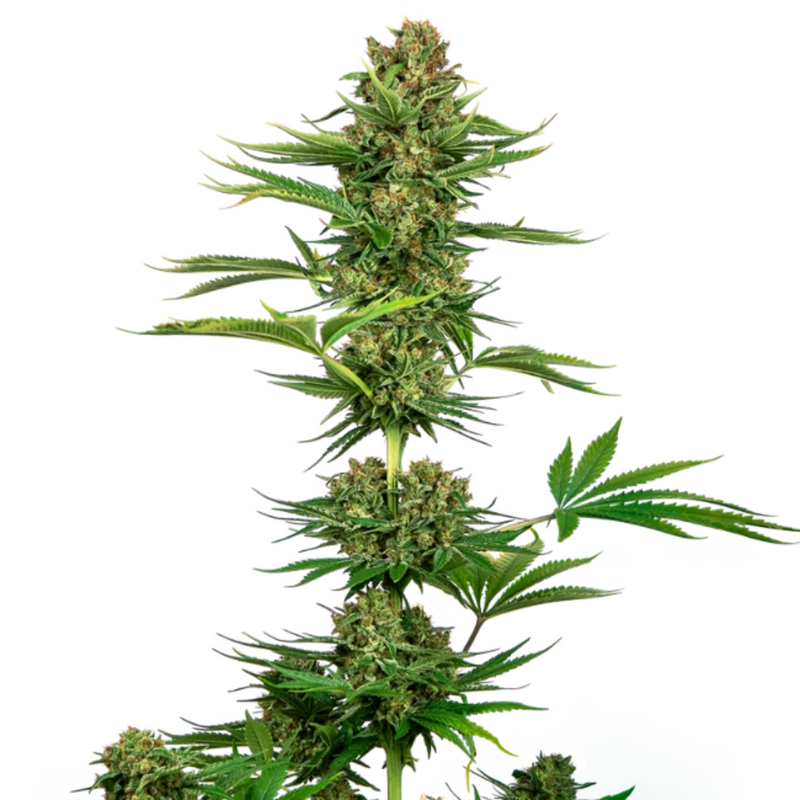 SENSI #743 CBD FEM X3 (SATIN BLACK DOMINA CBD) - SENSI SEEDS-1