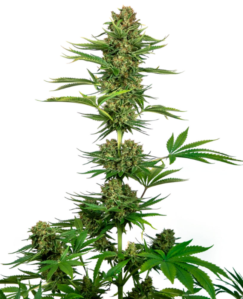 SATIN BLACK DOMINA CBD FEM X3 - SENSI SEEDS