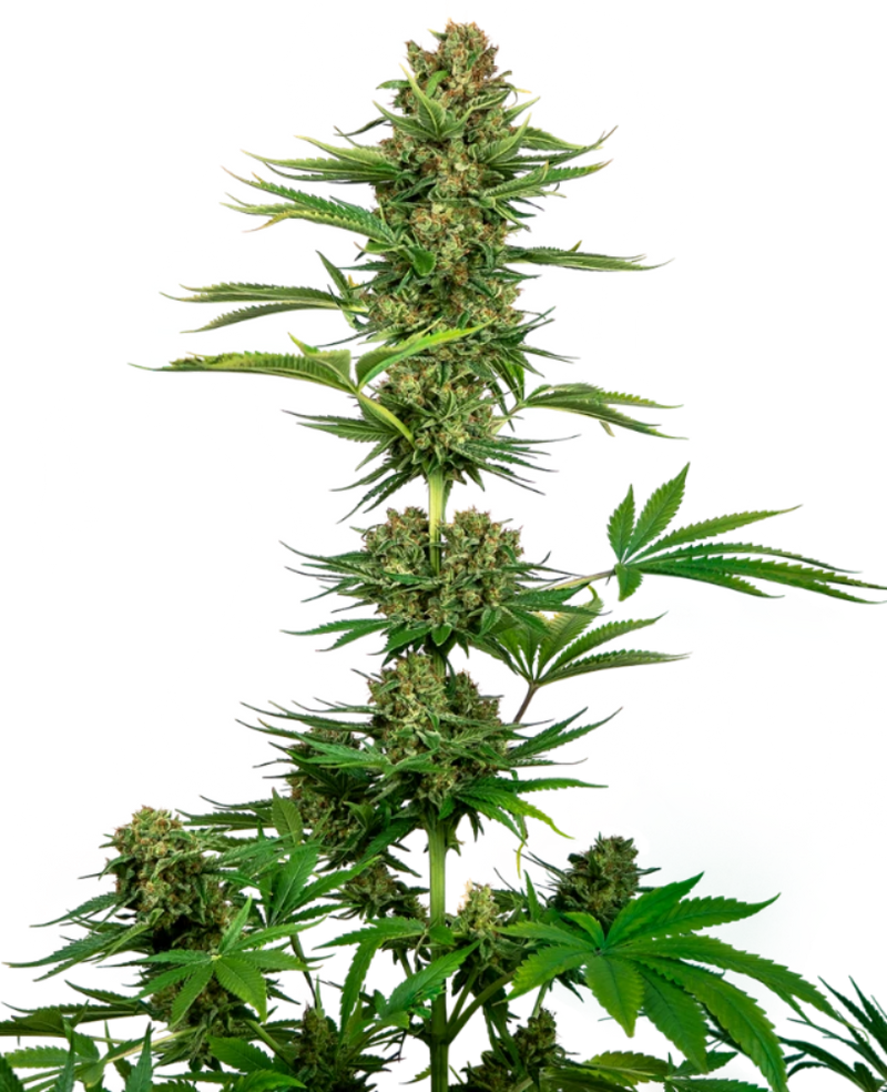 SATIN BLACK DOMINA CBD FEM X3 - SENSI SEEDS-1