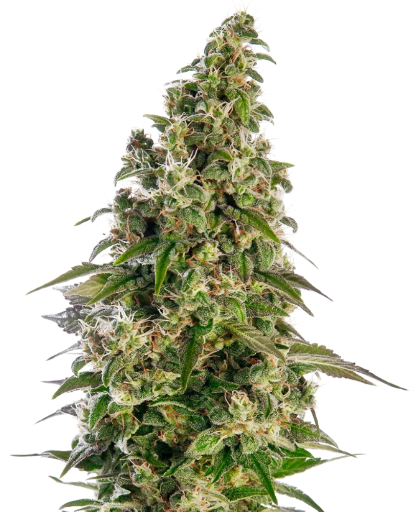 AFGHANI #1 AUTO X3 - SENSI SEEDS