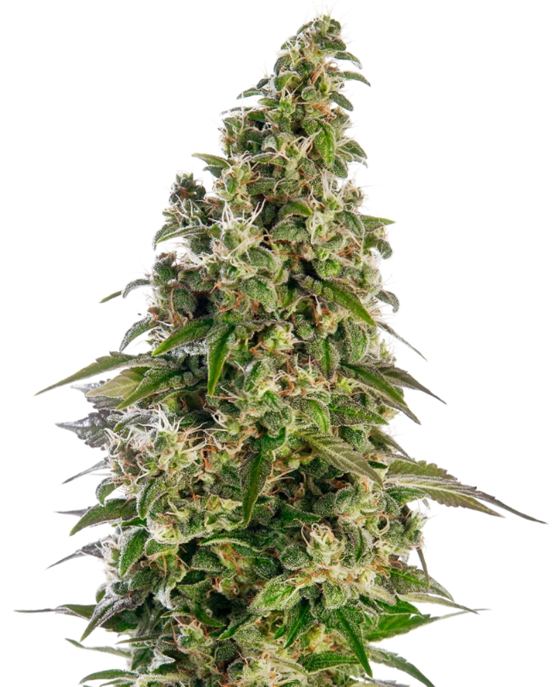 AFGHANI #1 AUTO X3 - SENSI SEEDS-1
